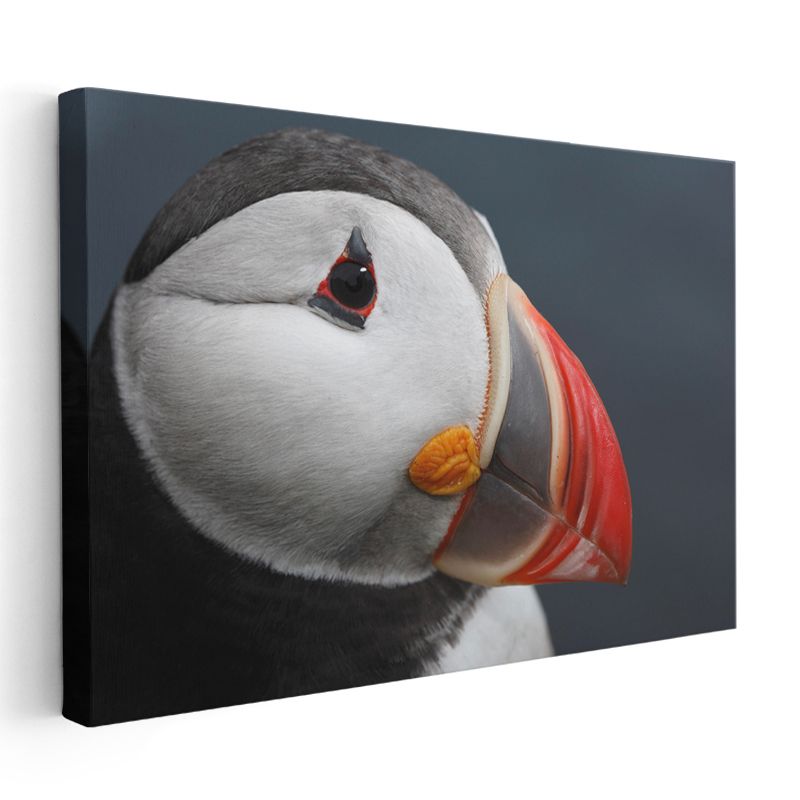 Deniz Papağanı - Renkli Gagalı Okyanus Kuşu Kanvas Tablo