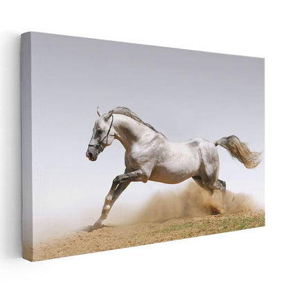 Beyaz Aygır - Tozlu Arazide Koşan Zarif At Kanvas Tablo