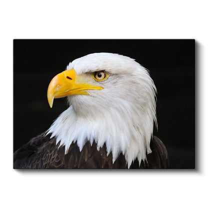 Keskin Bakış - Siyah Fonda Amerikan Kartalı Portresi Kanvas Tablo