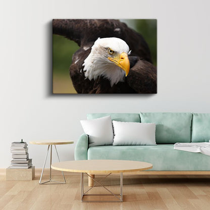 Kartal Portresi - Yakın Çekim Yırtıcı Kuş Kanvas Tablo