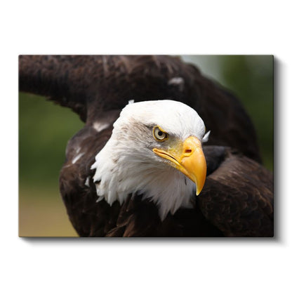 Kartal Portresi - Yakın Çekim Yırtıcı Kuş Kanvas Tablo