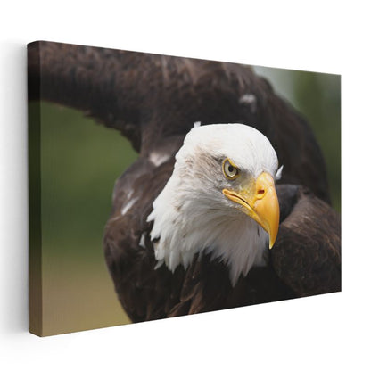 Kartal Portresi - Yakın Çekim Yırtıcı Kuş Kanvas Tablo