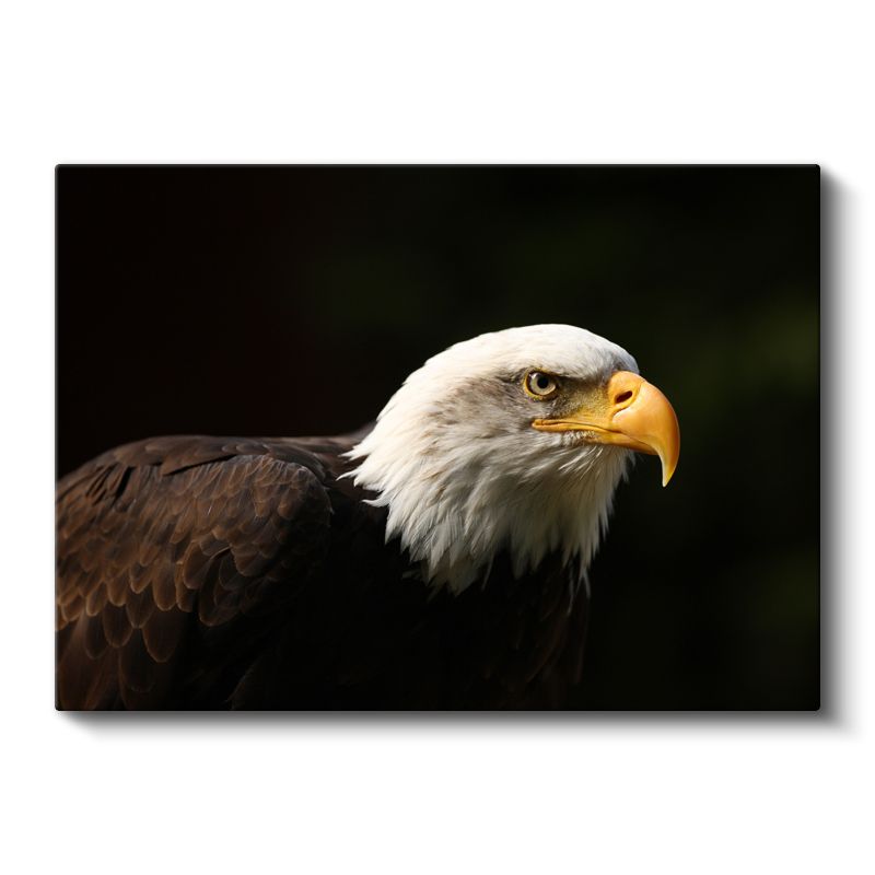 Asil Kartal - Keskin Gagalı Avcı Kuş Kanvas Tablo