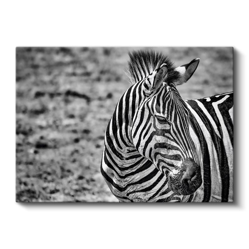 Zebra Profili - Siyah Beyaz Çizgili Portre Kanvas Tablo