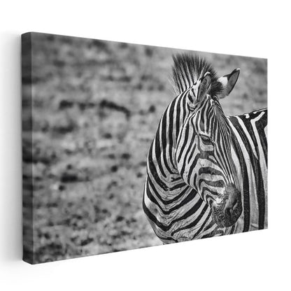 Zebra Profili - Siyah Beyaz Çizgili Portre Kanvas Tablo