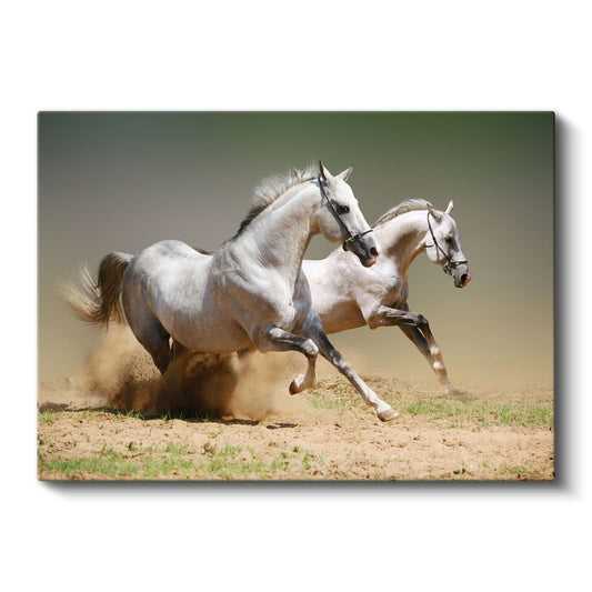 Beyaz İkili - Toprakta Koşan Arap Atları Kanvas Tablo