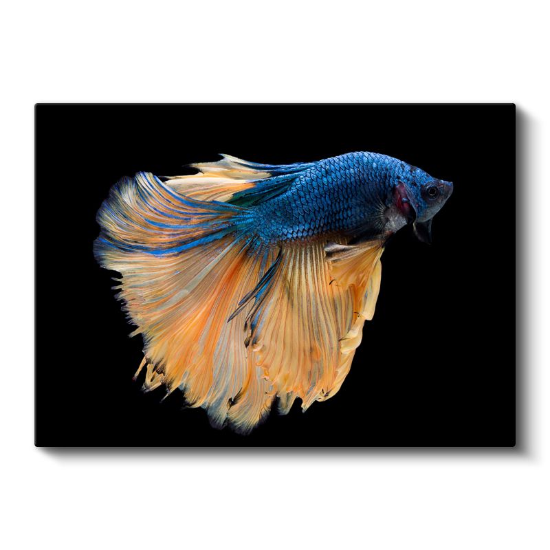 Yelpazelenmiş Yüzgeçler - Mavi Turuncu Beta Balığı Kanvas Tablo