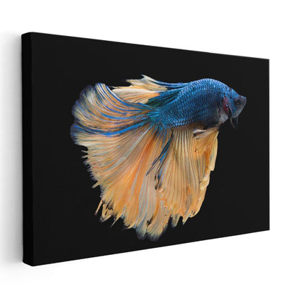 Yelpazelenmiş Yüzgeçler - Mavi Turuncu Beta Balığı Kanvas Tablo