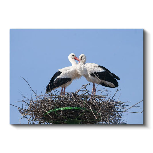 Yuva Sakinleri - Sevgi Dolu Leylek Çifti Kanvas Tablo