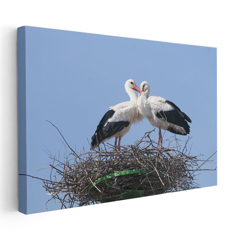 Yuva Sakinleri - Sevgi Dolu Leylek Çifti Kanvas Tablo