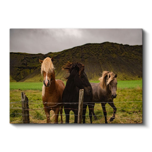 Çayır Dostları - Çit Kenarındaki Üç At Kanvas Tablo