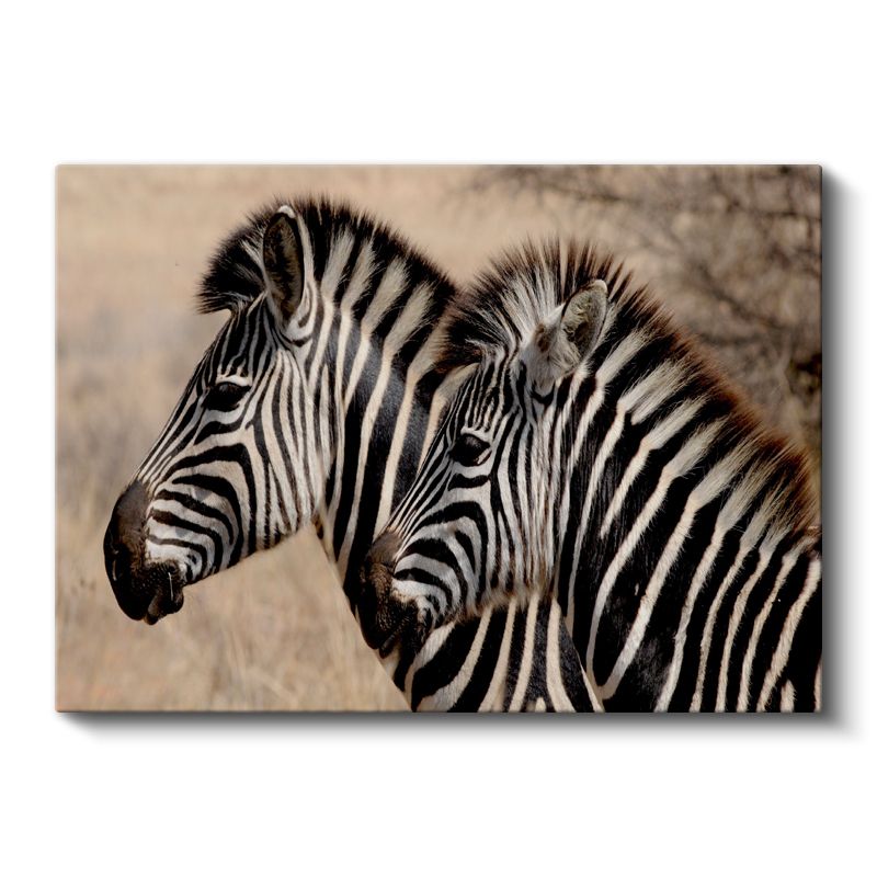 Çizgili İkili - Yan Yana Zebra Portresi Kanvas Tablo