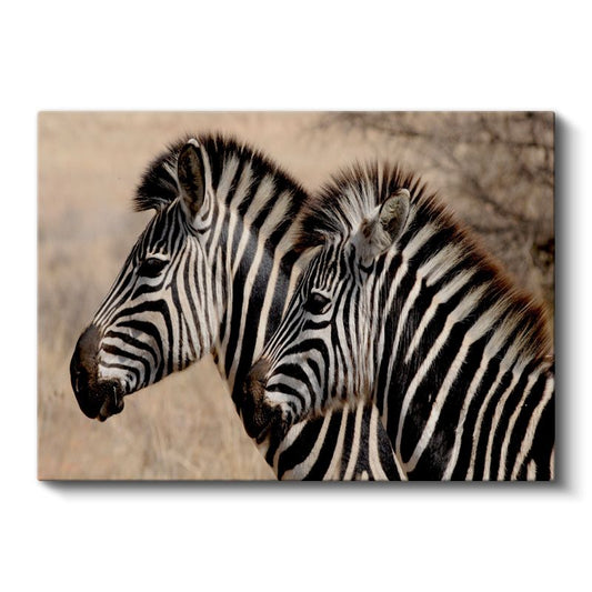 Çizgili İkili - Yan Yana Zebra Portresi Kanvas Tablo
