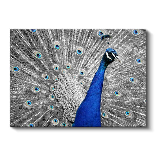 Mavi İhtişam - Tüylerini Açan Tavus Kuşu Kanvas Tablo