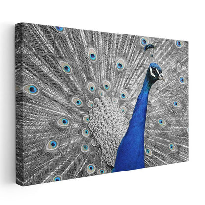 Mavi İhtişam - Tüylerini Açan Tavus Kuşu Kanvas Tablo