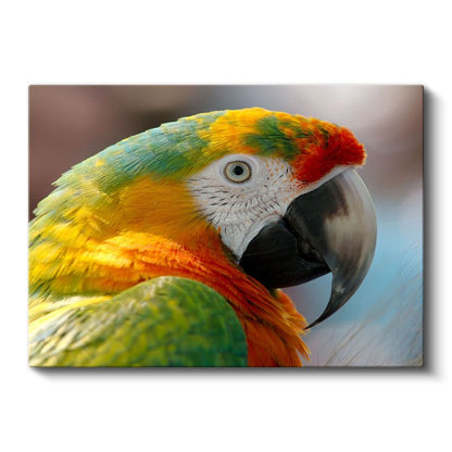 Renkli Papağan - Yakın Çekim Ara Portresi Kanvas Tablo