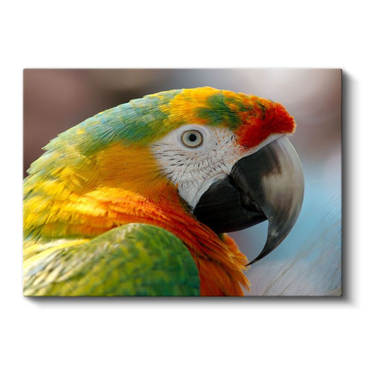 Renkli Papağan - Yakın Çekim Ara Portresi Kanvas Tablo