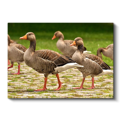 Kaz Yürüyüşü - Taş Zeminde İlerleyen Sürü Kanvas Tablo