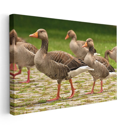 Kaz Yürüyüşü - Taş Zeminde İlerleyen Sürü Kanvas Tablo