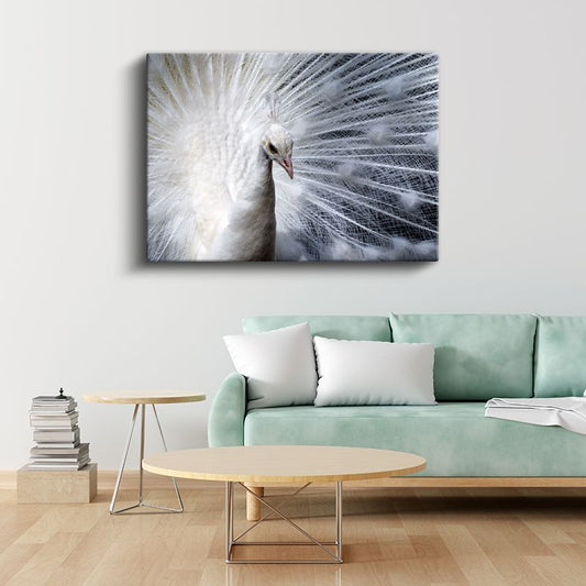 Beyaz Tavus - Açılmış Tüyleriyle Albino Güzellik Kanvas Tablo