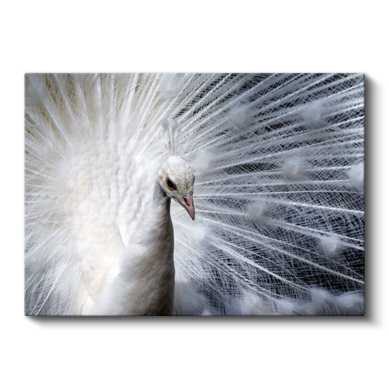 Beyaz Tavus - Açılmış Tüyleriyle Albino Güzellik Kanvas Tablo