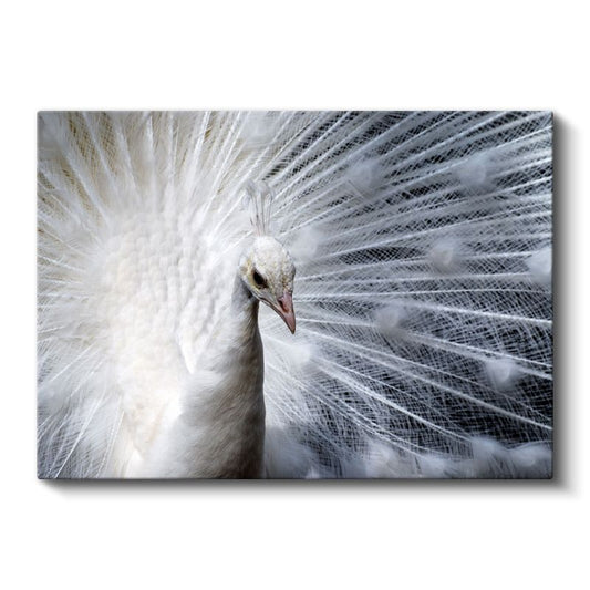 Beyaz Tavus - Açılmış Tüyleriyle Albino Güzellik Kanvas Tablo