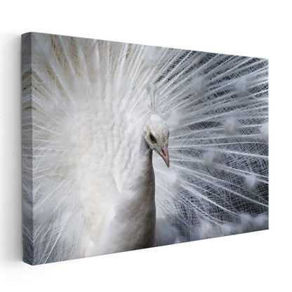 Beyaz Tavus - Açılmış Tüyleriyle Albino Güzellik Kanvas Tablo