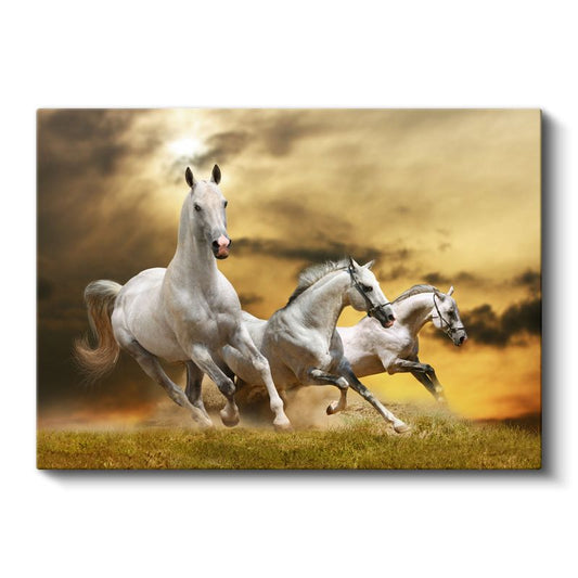 Beyaz Üçlü - Çayırda Koşan Arap Atları Kanvas Tablo