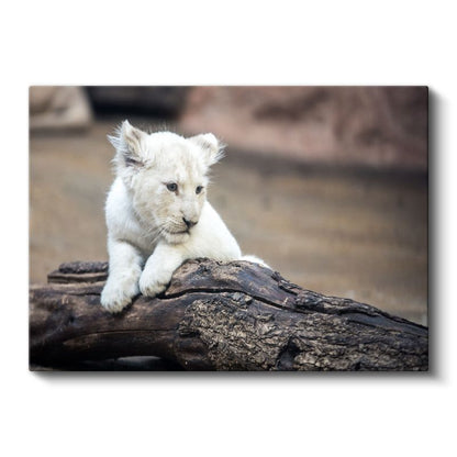 Beyaz Aslan Yavrusu - Kütük Üzerinde Meraklı Bakış Kanvas Tablo