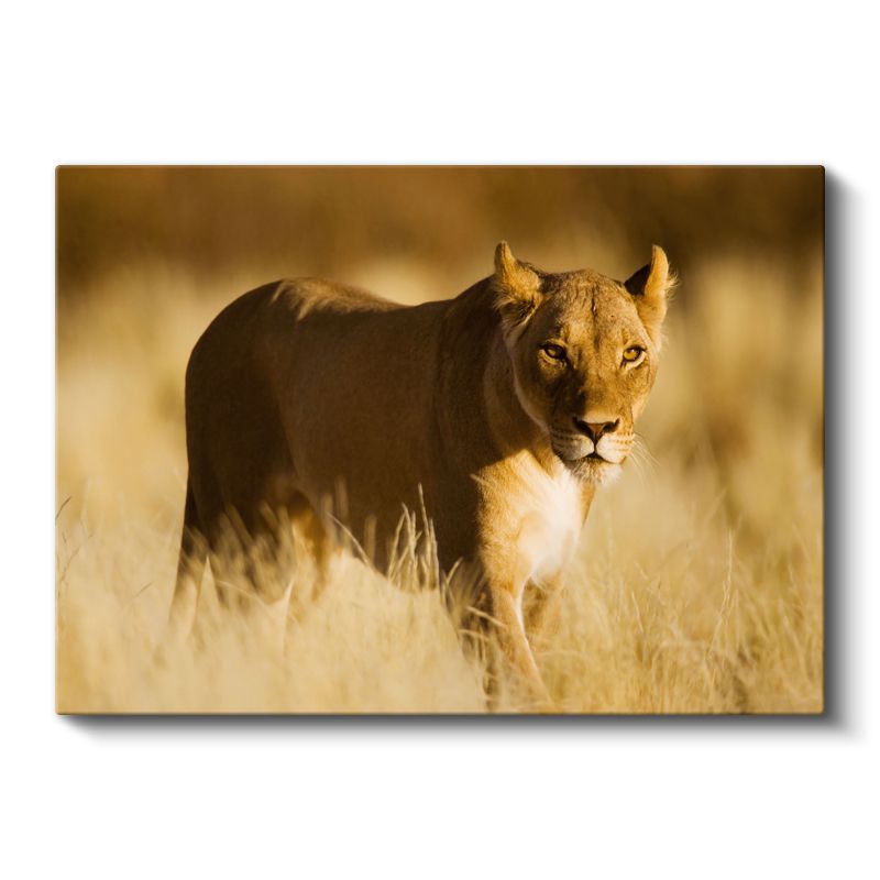 Aslan Kraliçesi - Altın Sarısı Savanada Heybetli Duruş Kanvas Tablo