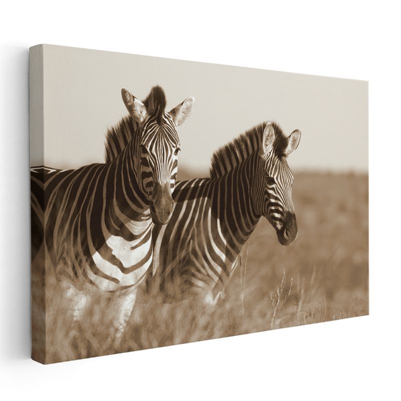 Zebra İkilisi - Sepia Tonlarında Afrika Safarisi Kanvas Tablo