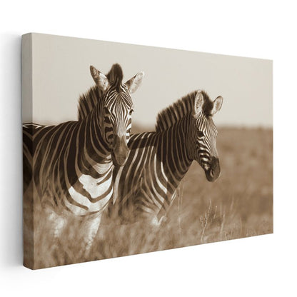 Zebra İkilisi - Sepia Tonlarında Afrika Safarisi Kanvas Tablo