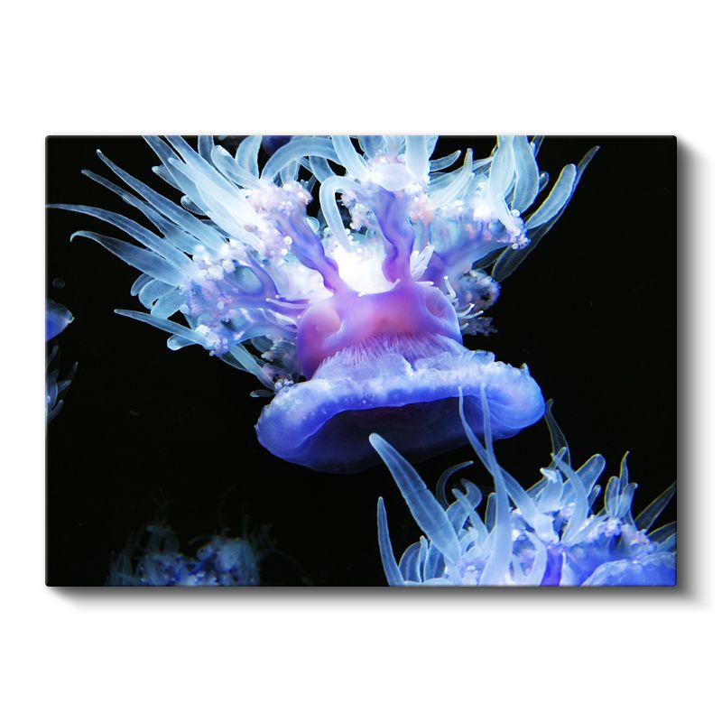 Denizanası Dansı - Derin Maviliklerde Işıltılı Görünüm Kanvas Tablo