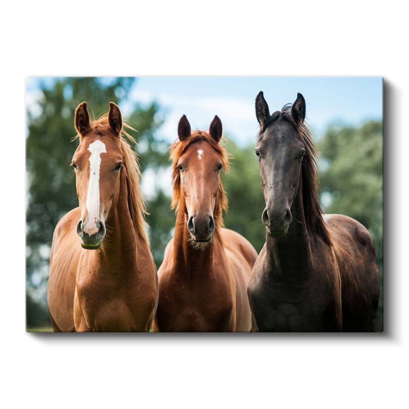 Üç Muhteşem At - Farklı Renklerde Asil Duruş Kanvas Tablo
