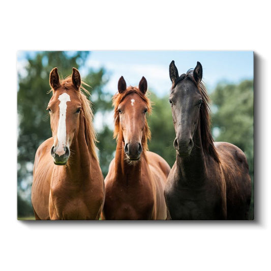 Üç Muhteşem At - Farklı Renklerde Asil Duruş Kanvas Tablo