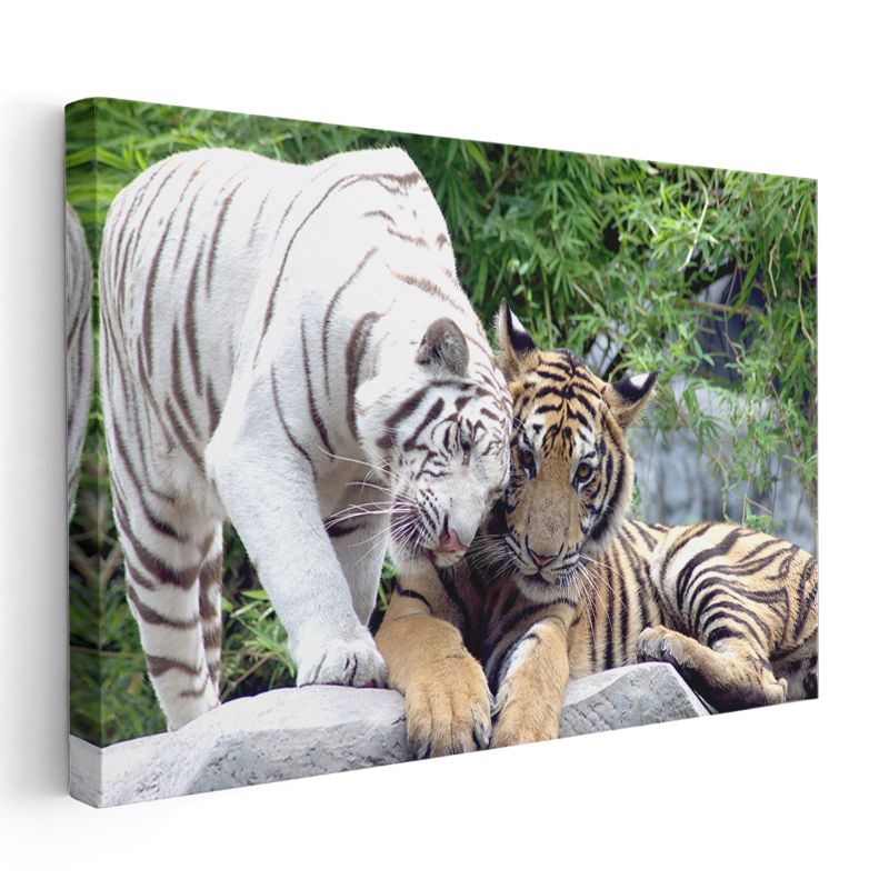 Kaplan Dostluğu - Beyaz ve Turuncu İkili Kanvas Tablo