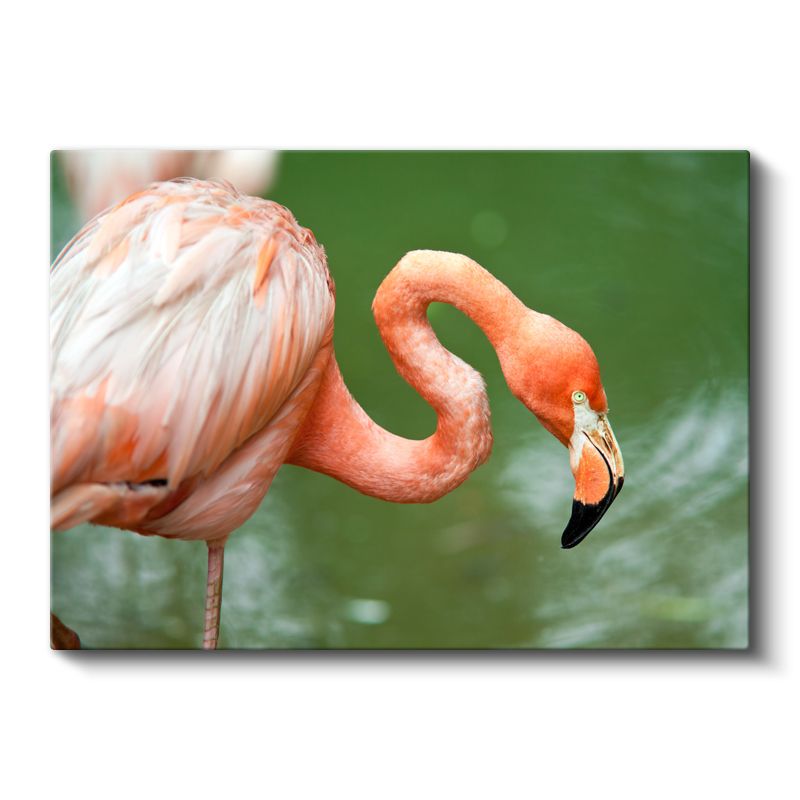 Pembe Flamingo - Zarif Duruşlu Su Kuşu Kanvas Tablo