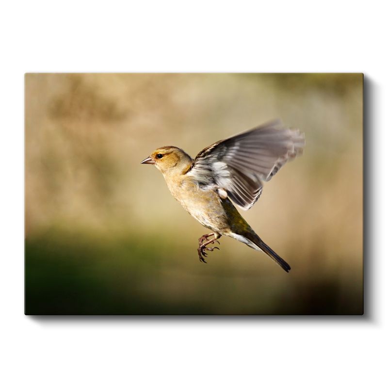 Kanat Çırpan Serçe - Uçuş Anında Yakalanan Kuş Kanvas Tablo
