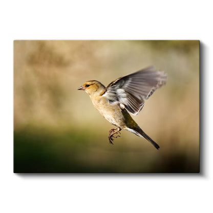 Kanat Çırpan Serçe - Uçuş Anında Yakalanan Kuş Kanvas Tablo
