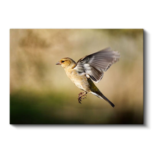 Kanat Çırpan Serçe - Uçuş Anında Yakalanan Kuş Kanvas Tablo