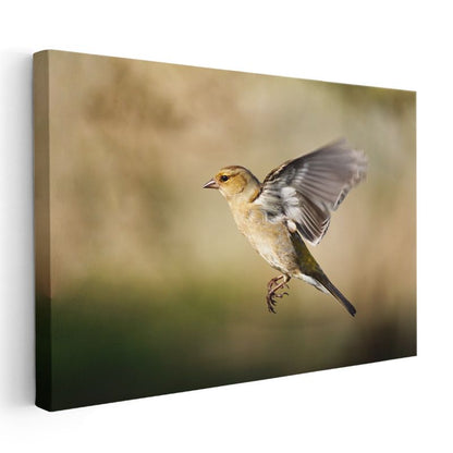 Kanat Çırpan Serçe - Uçuş Anında Yakalanan Kuş Kanvas Tablo