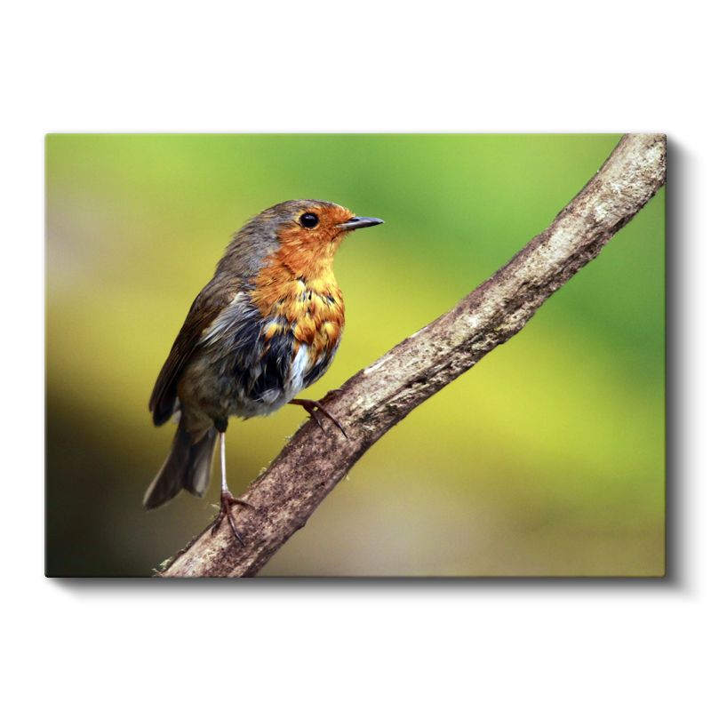 Kızıl Göğüslü Kuş - Dal Üzerinde Zarif Duruş Kanvas Tablo