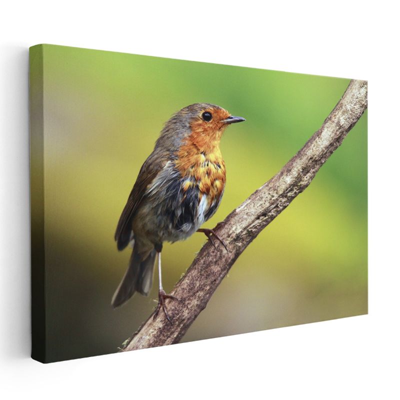 Kızıl Göğüslü Kuş - Dal Üzerinde Zarif Duruş Kanvas Tablo
