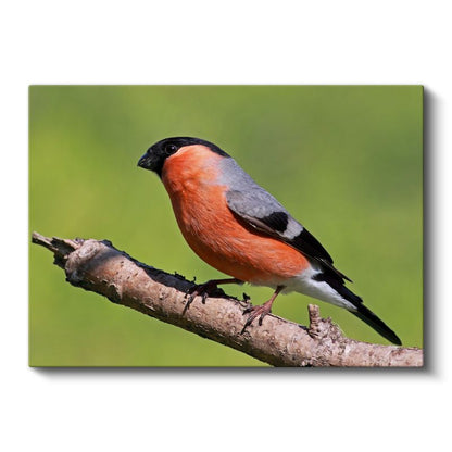 Turuncu İspinoz - Doğal Yaşam Alanında Kuş Portresi Kanvas Tablo