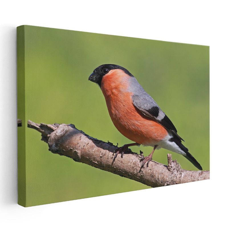 Turuncu İspinoz - Doğal Yaşam Alanında Kuş Portresi Kanvas Tablo