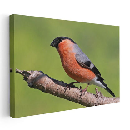 Turuncu İspinoz - Doğal Yaşam Alanında Kuş Portresi Kanvas Tablo