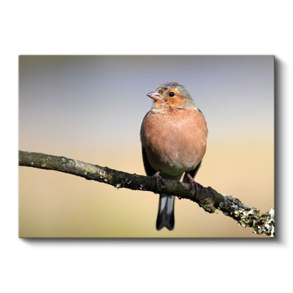 Pembe İspinoz - Dal Üzerinde Huzurlu Bekleyiş Kanvas Tablo