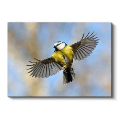Mavi Baştankara - Gökyüzünde Kanat Çırpan Kuş Kanvas Tablo