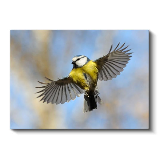 Mavi Baştankara - Gökyüzünde Kanat Çırpan Kuş Kanvas Tablo