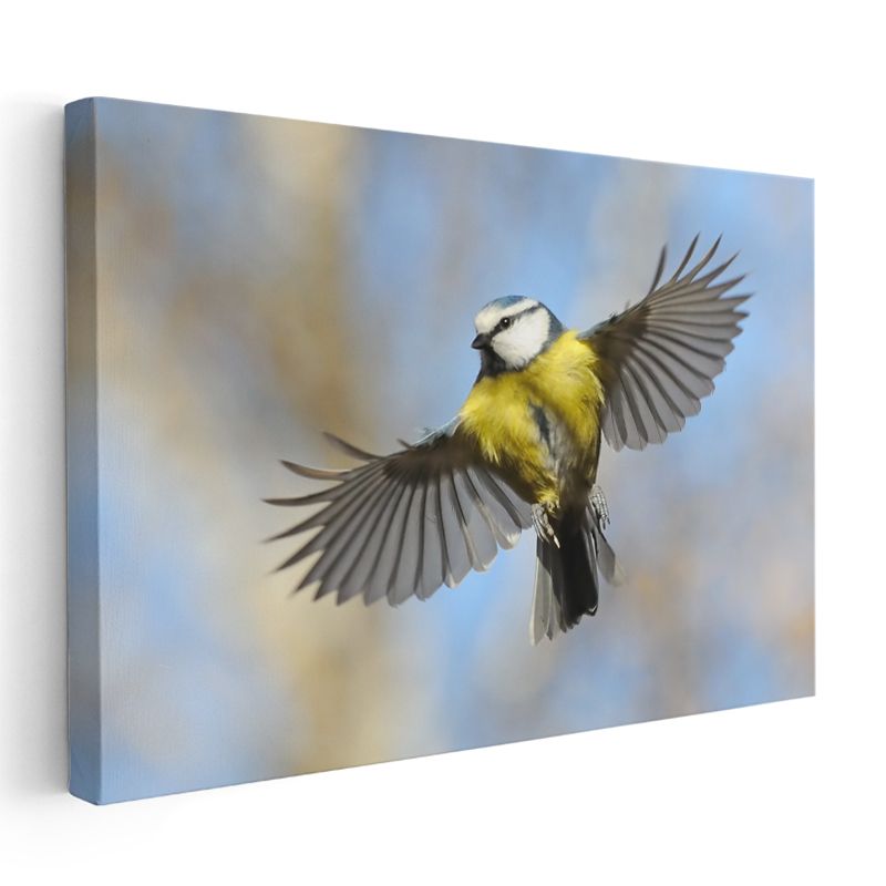 Mavi Baştankara - Gökyüzünde Kanat Çırpan Kuş Kanvas Tablo